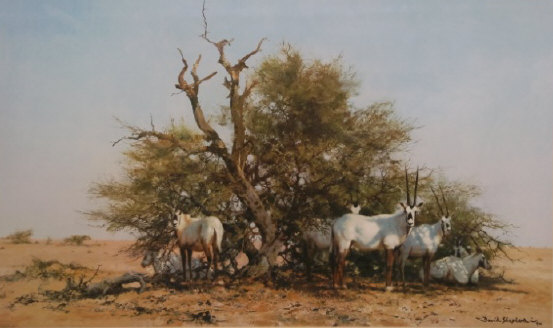 david shepherd arabian oryx