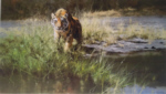 david shepherd bandipur tiger silkscreen print