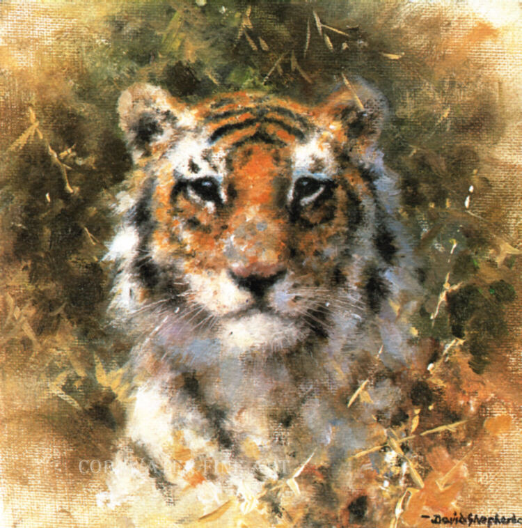 davidshepherd bengal tiger