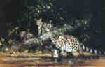 david shepherd, clouded leopard and cubs, print