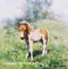 davidshepherd-foal