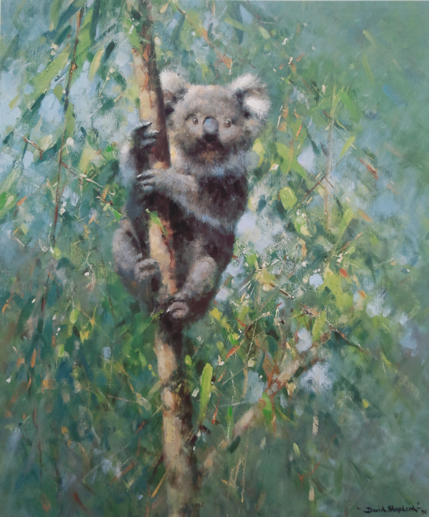 davidshepherd koala