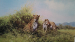 davidshepherd-Leopards