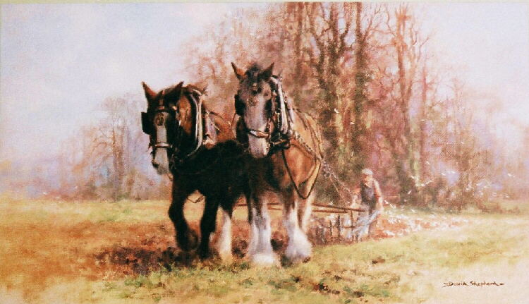 davidshepherd plough team horses