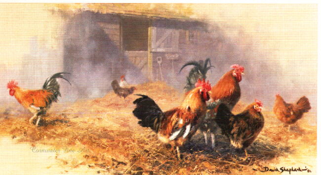 davidshepherd-roosters