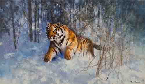 david shepherd tiger in the snow