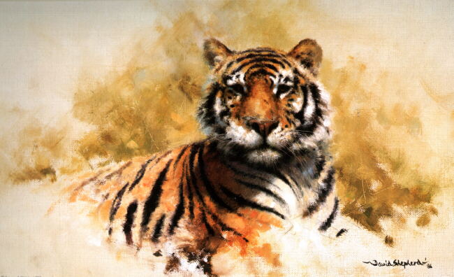 davidshepherd tiger sketch 1987