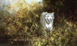 david shepherd white tiger of Rewa silkscreen print