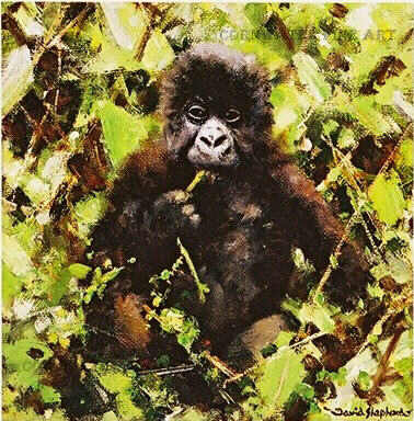 babygorilla-davidshepherd