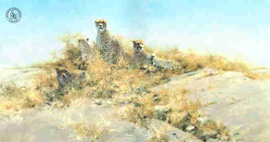 david shepherd cheetahs of namibia, print