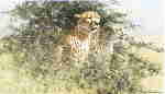 davidshepherd-cheetahs