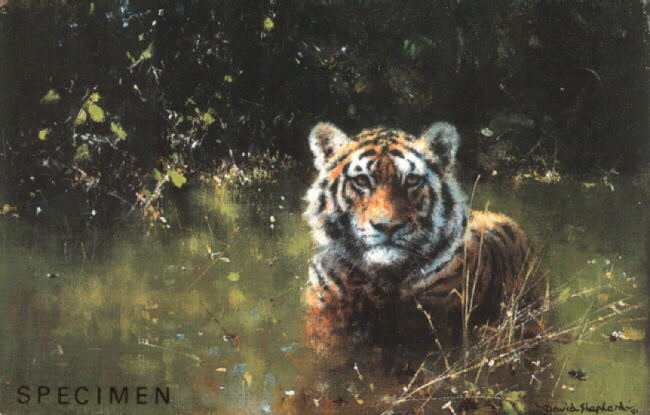 davidshepherd cool tiger