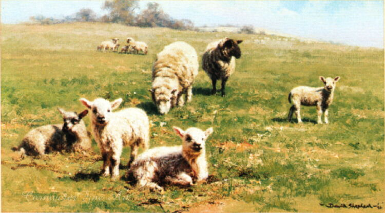 david shepherd country cousins, sheep 