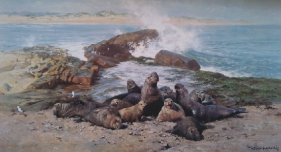 david shepherd elephant seals