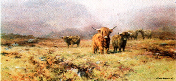 highlandcattle-davidshepherd