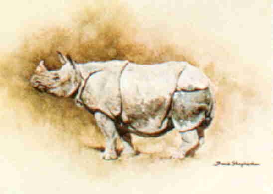 davidshepherd-IndianRhino