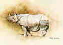 davidshepherd-indianrhino