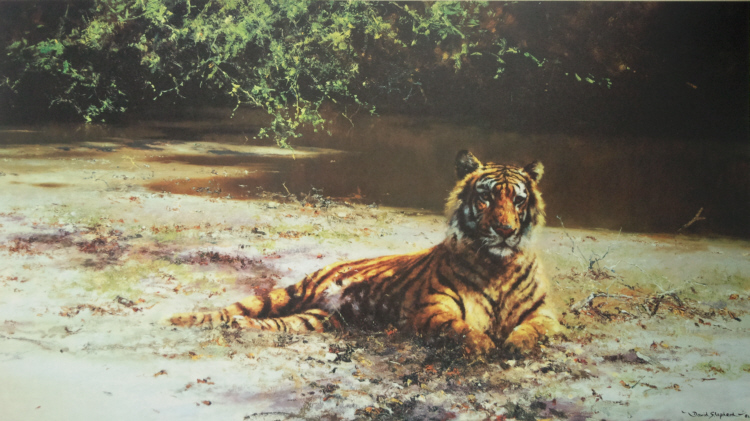 david shepherd  indian siesta print