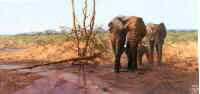 david shepherd in the masai mara