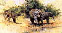 davidshepherd elephants kilaguni babies