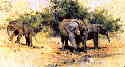 david shepherd elephants kilaguni babies