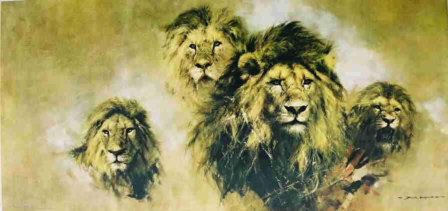 davidshepherd-lionmajesty