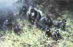 davidshepherd-mountaingorillasofrwanda