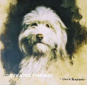 davidshepherd muffin, bearded collie