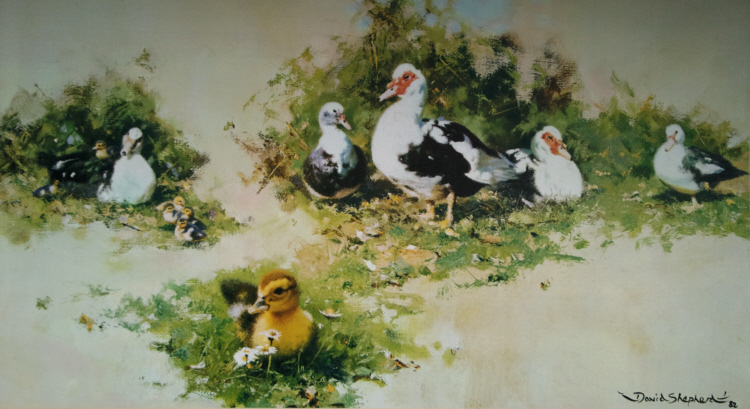 david shepherd muscovy ducks