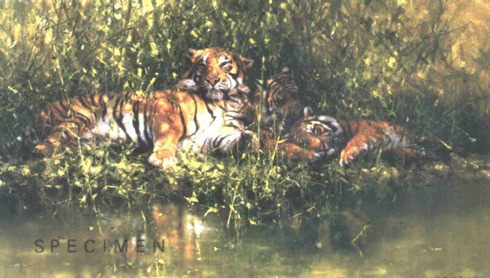 david shepherd signed limited edition print sleepy tigers