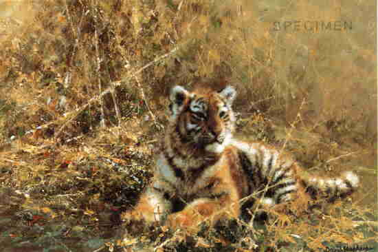 davidshepherd teenage tiger