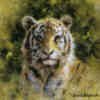 david shepherd tiger cub cameo