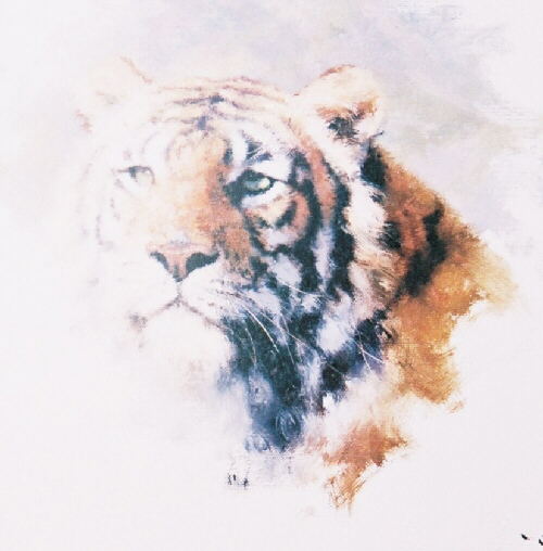 davidshepherd tiger head