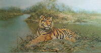 signed limited edition print tiger in the sun david shepherd