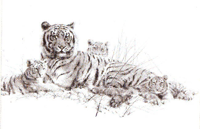davidshepherd-tigers pencil