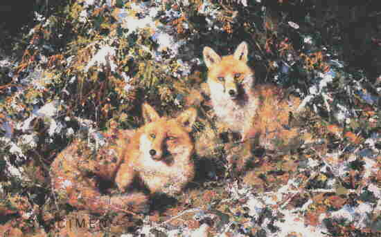 winterfoxes-davidshepherd