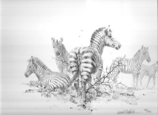 david shepherd zebra drawing print