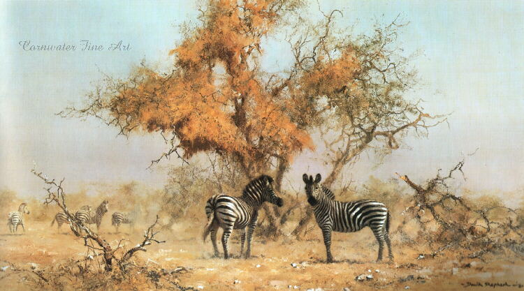 zebrasandcolonyweavers-davidshepherd