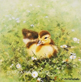 davidshepherd ziggy, duckling